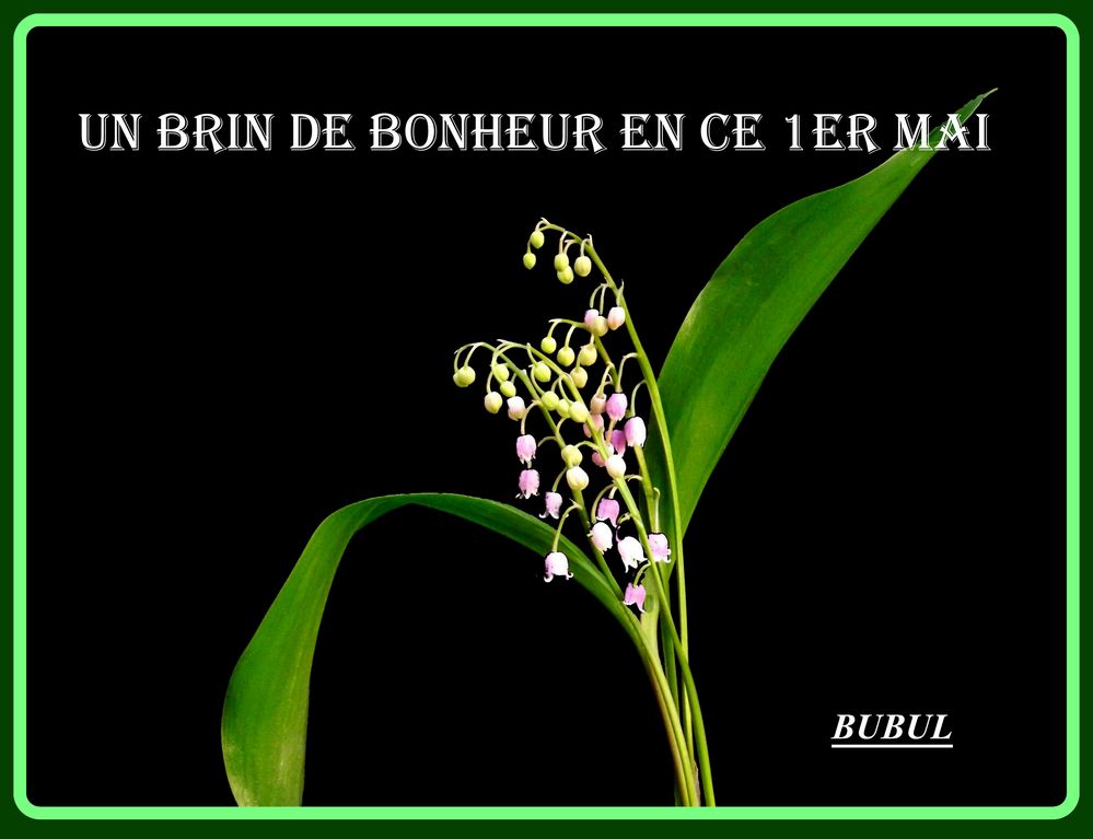 BRIN DE BONHEUR