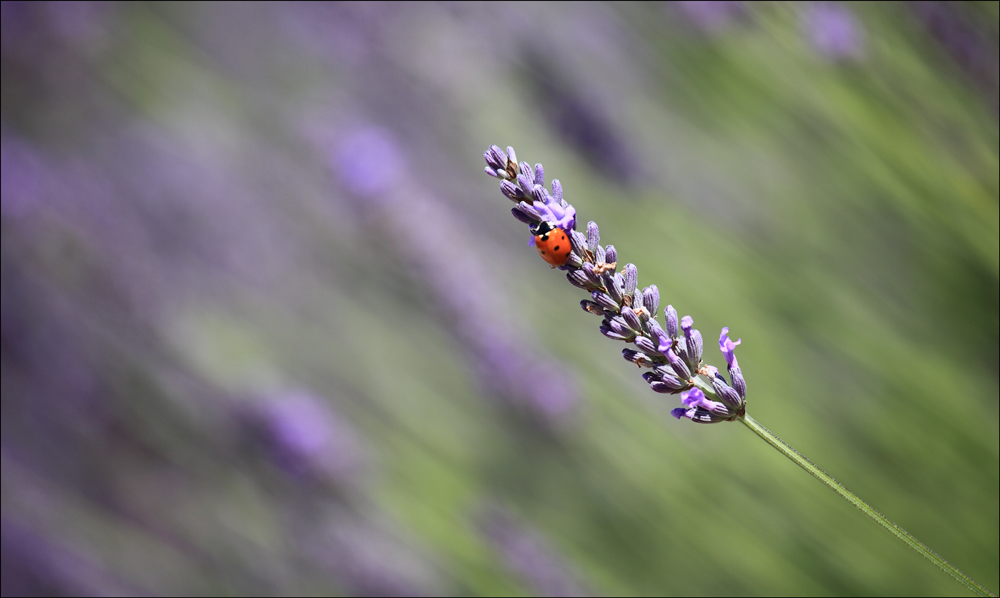 Brin De Lavande Photo Et Image Fleurs Nature Et Paysages Nature Images Fotocommunity