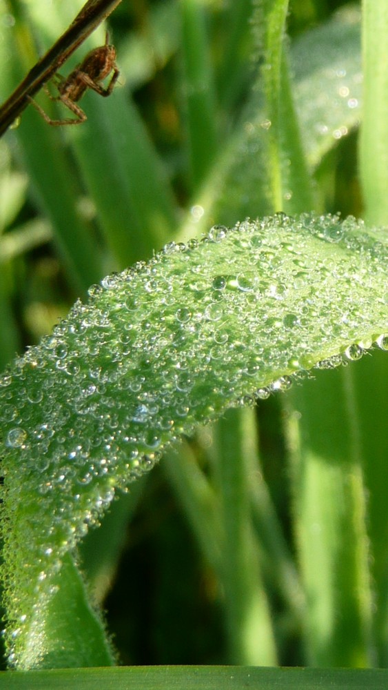 brin d'herbe et araignée