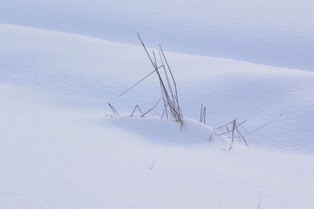 Brin d'herbe sous la neige