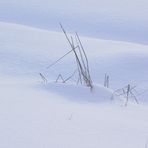 Brin d'herbe sous la neige