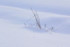 Brin d'herbe sous la neige