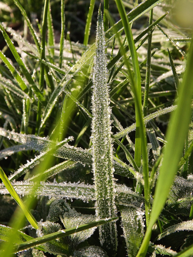 Brin d'herbes cristalisées...