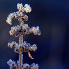 Brindille et givre