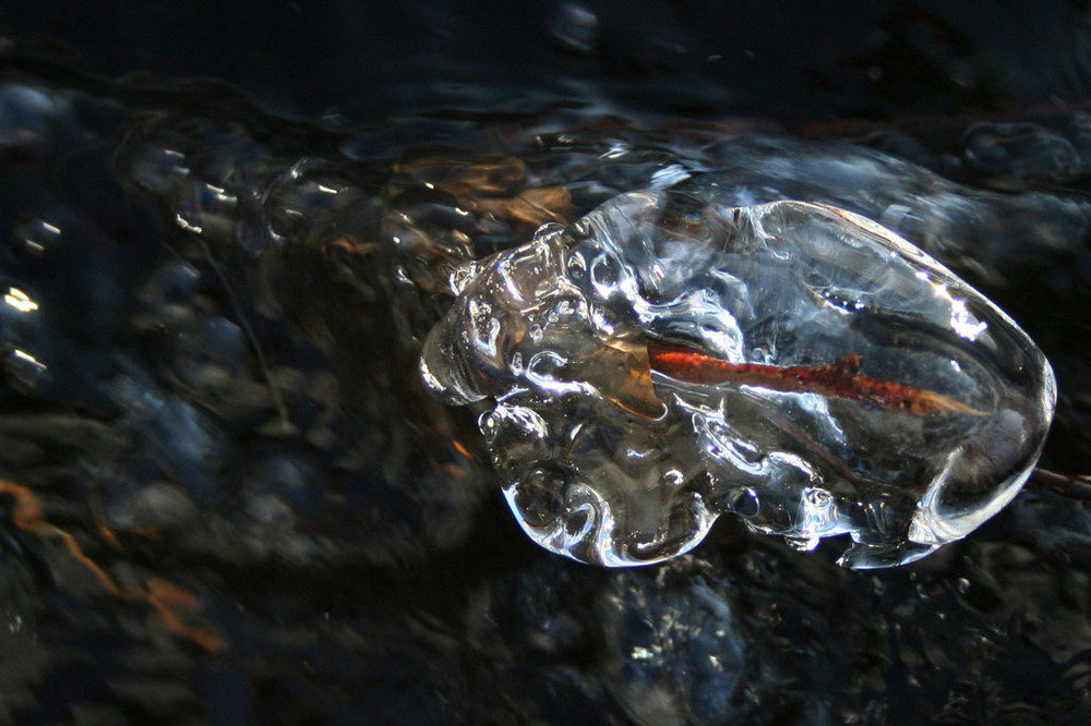 Brindille prise dans la glace