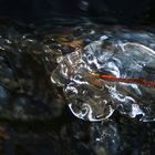 Brindille prise dans la glace