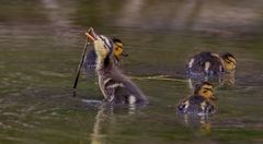 Bring das Stöckchen, ja ... bring das Stöckchen