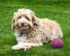 Bring den Ball?   Geht`s noch?