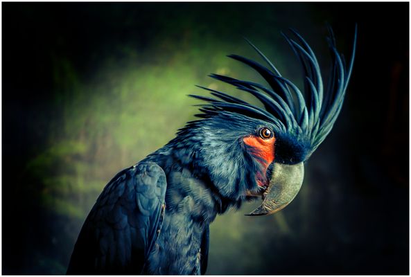 Bring mich nicht auf die Palme