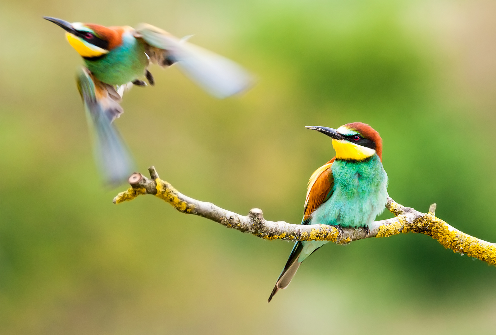 Bring mir was mit! Foto & Bild | tiere, wildlife, wild lebende vögel ...