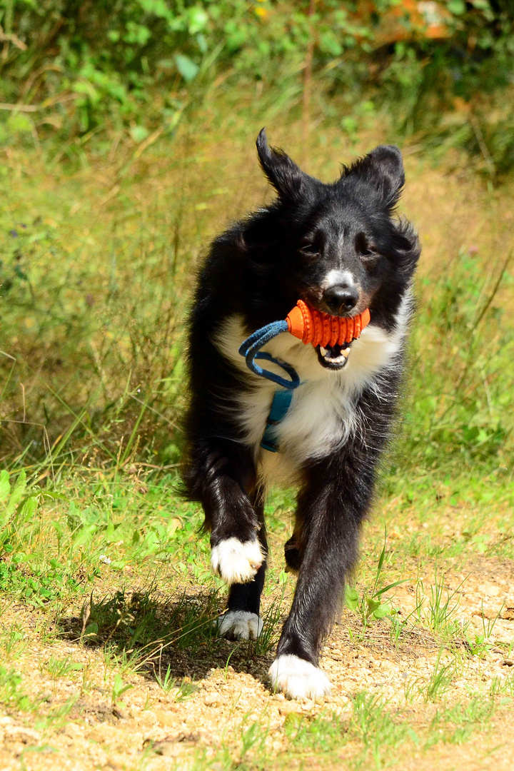 ...bring´s Stöckchen - Border Collie