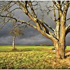 Bringt der Himmel endlich den ersehnten Schnee