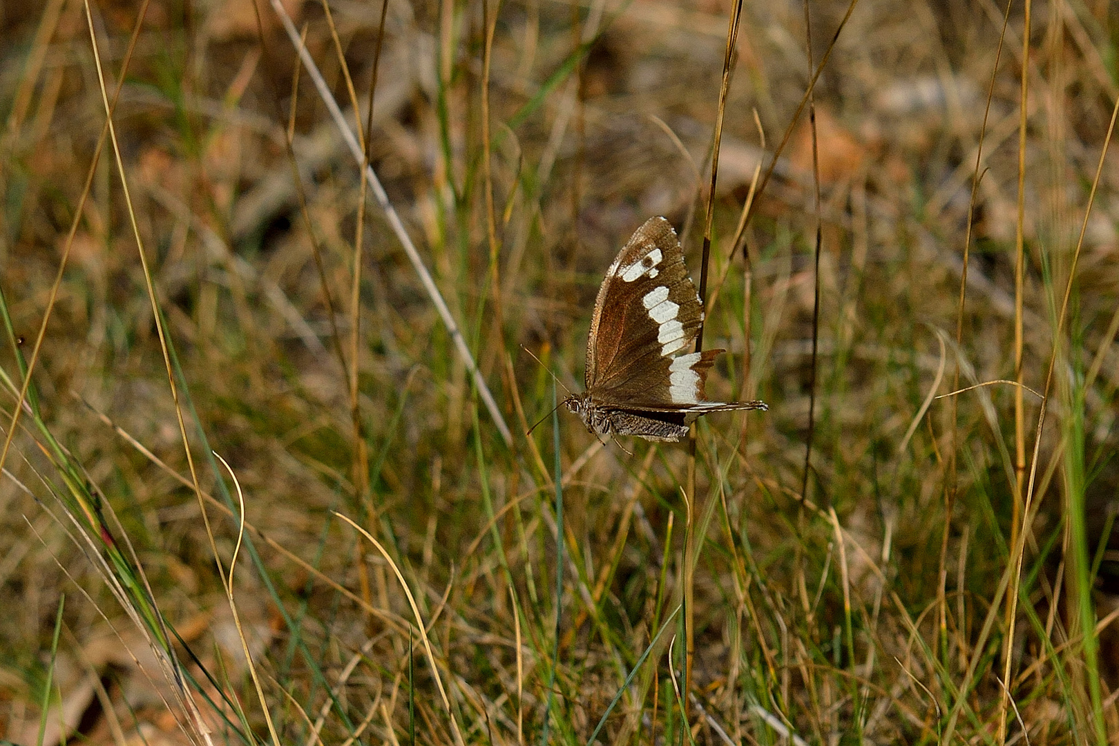 Brintesia circe, Weißer Waldportier