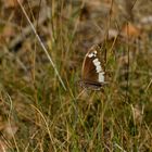 Brintesia circe, Weißer Waldportier