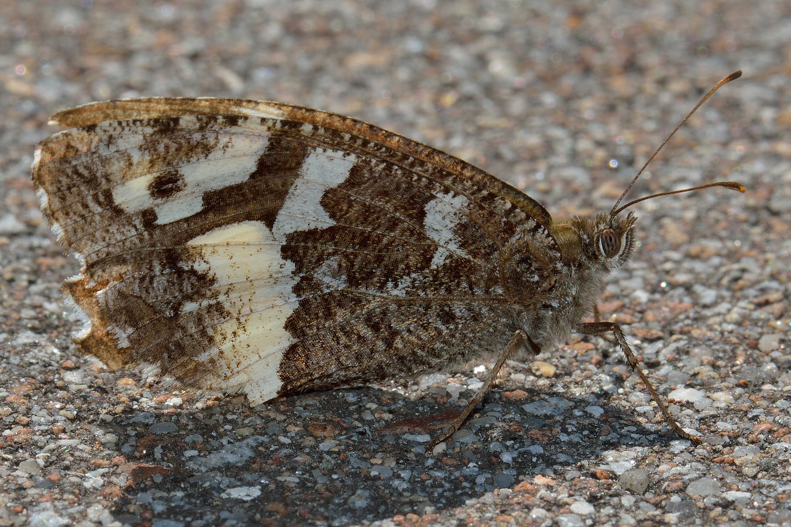 Brintesia circe, Weißer Waldportier