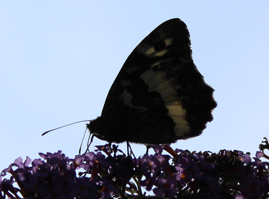 Brintesia circe- weißer Waldportier