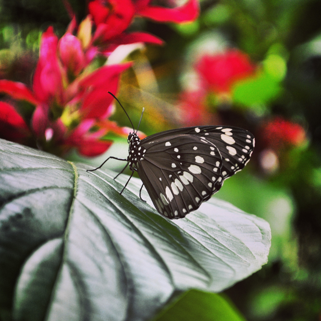 Brisbane Butterfly