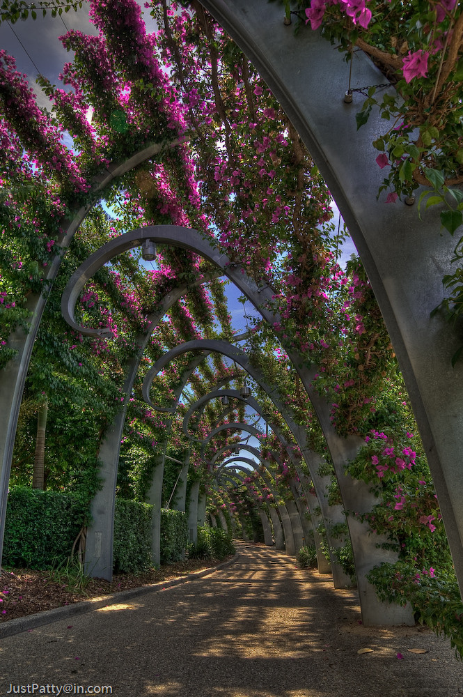 Brisbane Southbank, bougainvillea