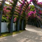 Brisbanes "Flowergate"