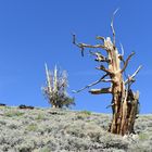 Bristlcone Pine                                      DSC_4702