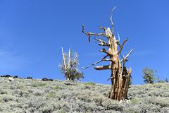 Bristlcone Pine                                      DSC_4702