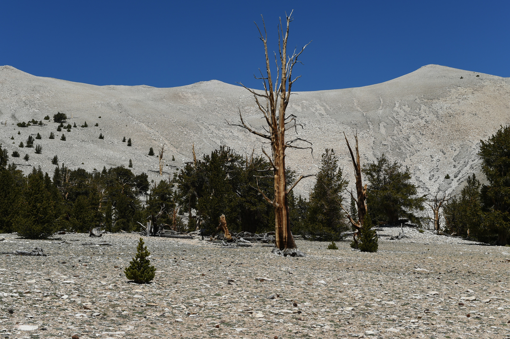 Bristlcone  Pine                                               DSC_4717