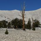 Bristlcone  Pine                                               DSC_4717