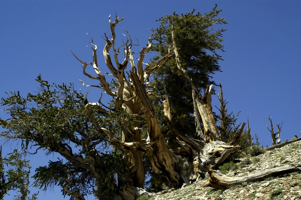 Bristlecone Pine (1)