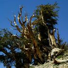 Bristlecone Pine (1)