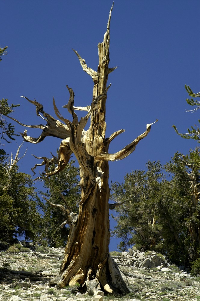 Bristlecone Pine (2)