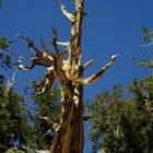 Bristlecone Pine (2)