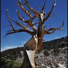 bristlecone pine