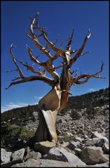 bristlecone pine