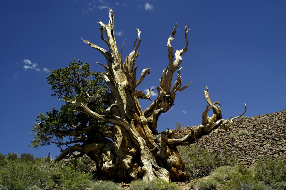 Bristlecone Pine (4)