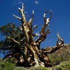 Bristlecone Pine (4)