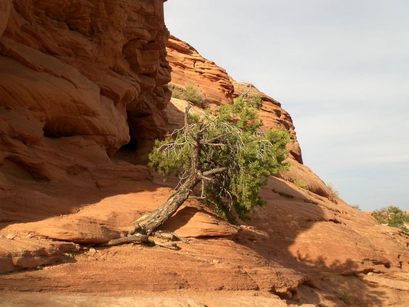 Bristlecone Pine