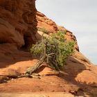 Bristlecone Pine