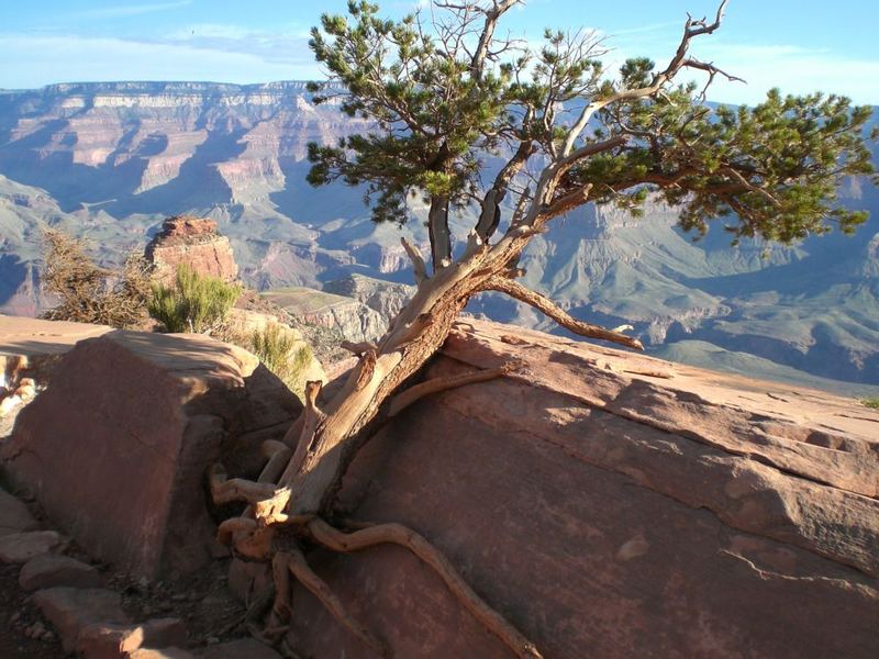 Bristlecone pine