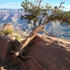 Bristlecone pine