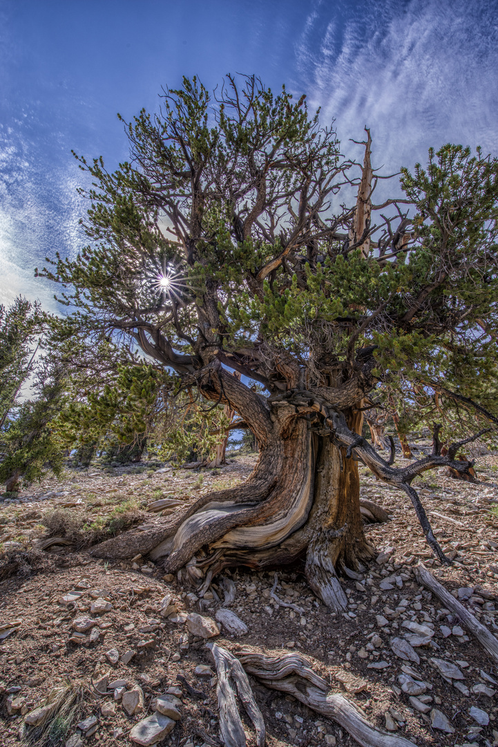 Bristlecone Pine