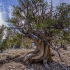 Bristlecone Pine