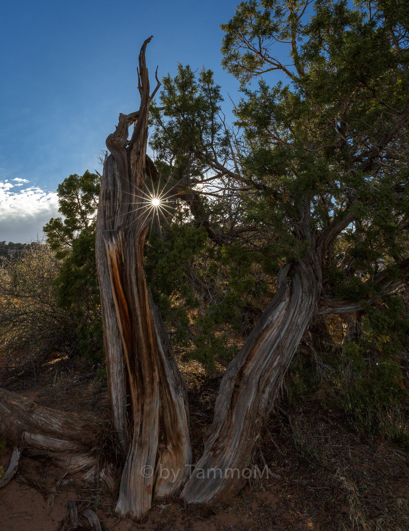 Bristlecone pine