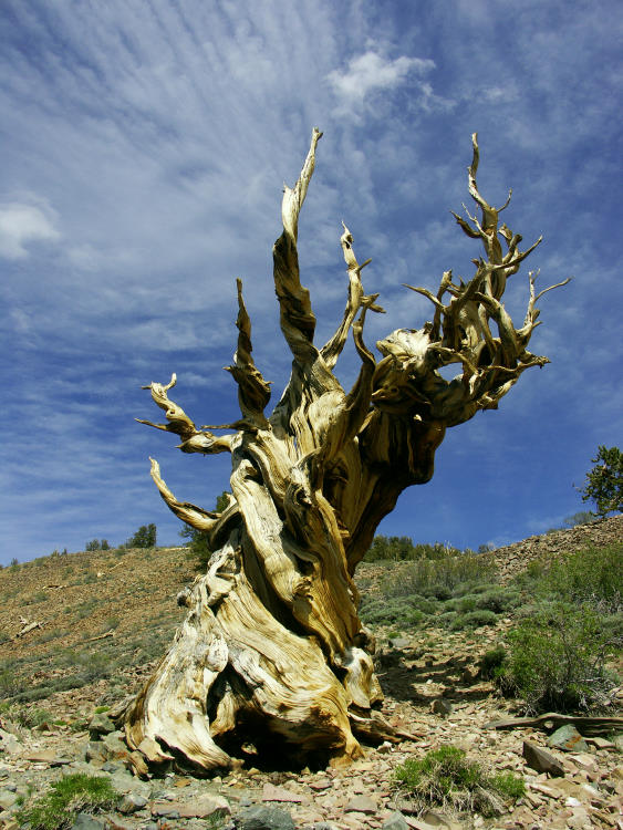 Bristlecone Pine