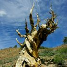 Bristlecone Pine