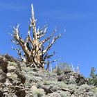 Bristlecone Pine                                          DSC_4706