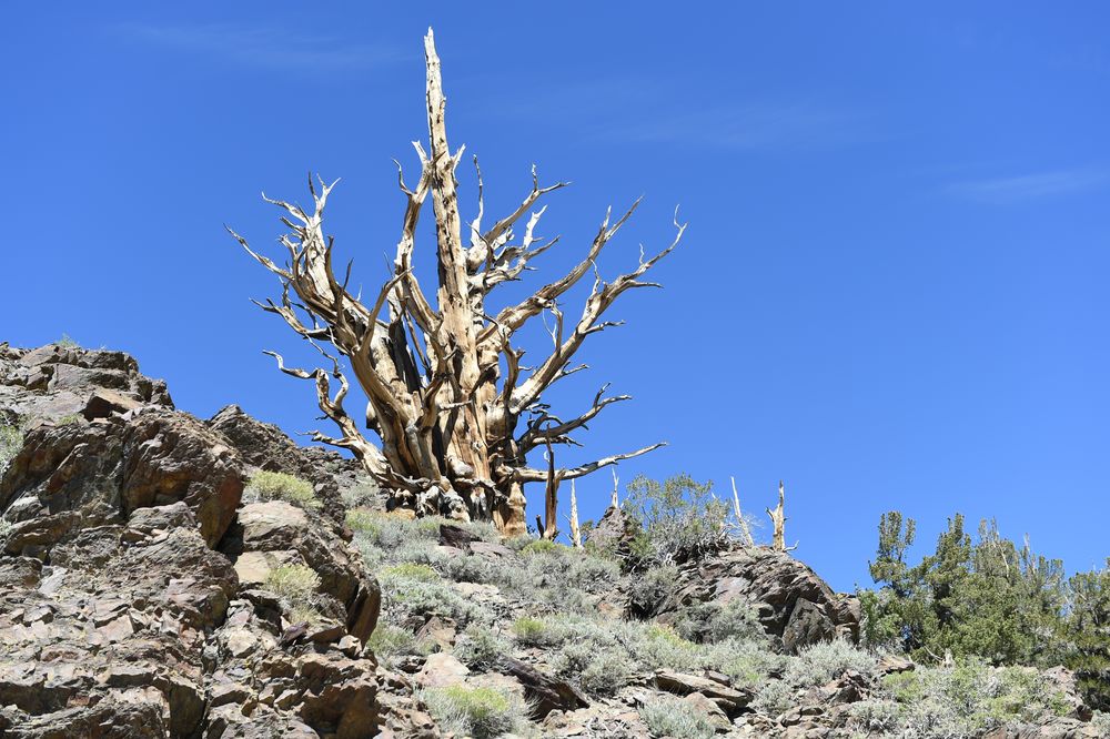 Bristlecone Pine                                          DSC_4706