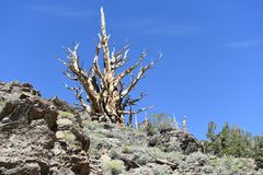 Bristlecone Pine                                          DSC_4706