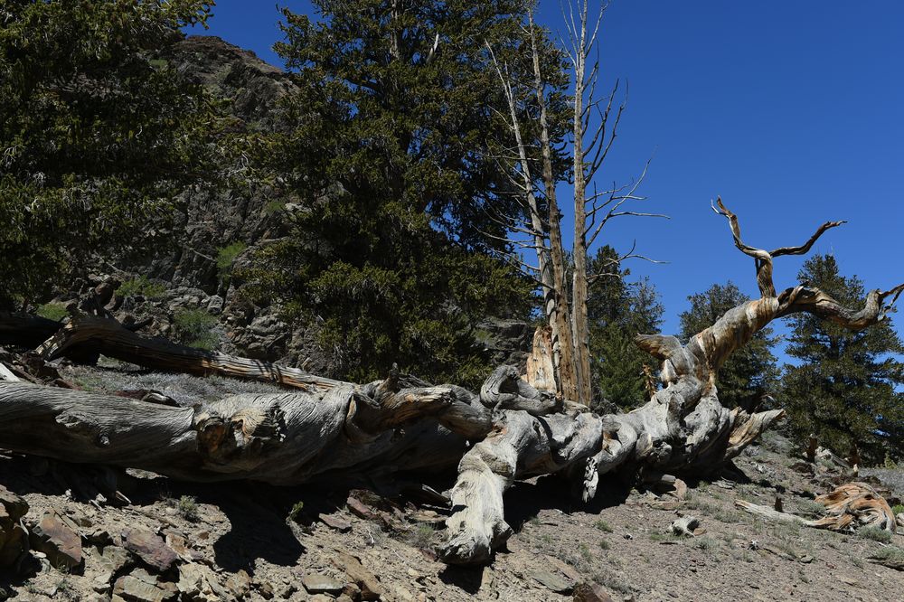 Bristlecone Pine                   DSC_4710