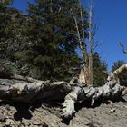 Bristlecone Pine                   DSC_4710