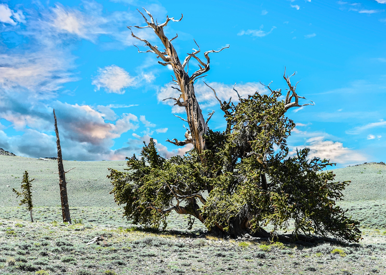 Bristlecone Pine                                        DSC_4714-2